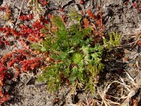 Soliva sessilis 11, Naaldzaadbloem, Saxifraga-Ed Stikvoort