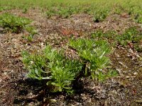 Soliva sessilis 3, Naaldzaadbloem, Saxifraga-Ed Stikvoort