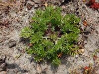Soliva sessilis 4, Naaldzaadbloem, Saxifraga-Ed Stikvoort