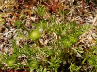 Soliva sessilis 6, Naaldzaadbloem, Saxifraga-Ed Stikvoort