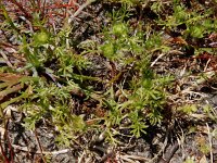 Soliva sessilis 7, Naaldzaadbloem, Saxifraga-Ed Stikvoort