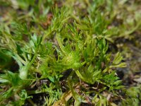 Soliva sessilis 8, Naaldzaadbloem, Saxifraga-Ed Stikvoort
