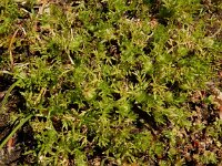 Soliva sessilis 9, Naaldzaadbloem, Saxifraga-Ed Stikvoort