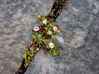 Soliva stolonifera 2, Saxifraga-Ed Stikvoort