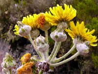 Sonchus acaulis 2, Saxifraga-Hans Grotenhuis