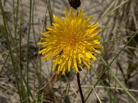 Sonchus arvensis ssp maritimus 13, Zeemelkdistel, Saxifrag-Jan van der Straaten