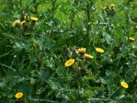 Sonchus asper 6, Gekroesde melkdistel, Saxifraga-Ed Stikvoort