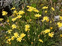 Sonchus bulbosus ssp microcephalus 2, Saxifraga-Harry Jans