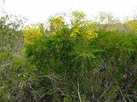 Sonchus canariensis 4, Saxifraga-Hans Grotenhuis
