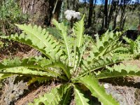 Sonchus congestus 2, Saxifraga-Rutger Barendse