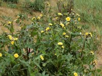 Sonchus oleraceus 10, Gewone melkdistel, Saxifraga-Ed Stikvoort