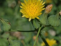 Sonchus oleraceus 2, Gewone melkdistel, Saxifraga-Jan van der Straaten