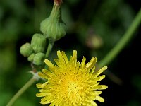 Sonchus oleraceus 3, Gewone melkdistel, Saxifraga-Jan van der Straaten