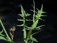 Sonchus oleraceus 4, Gewone melkdistel, Saxifraga-Jan van der Straaten