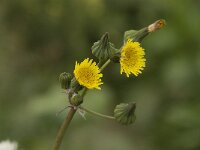 Sonchus oleraceus 6, Gewone melkdistel, Saxifraga-Willem van Kruijsbergen