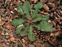 Sonchus oleraceus 7, Gewone melkdistel, Saxifraga-Rutger Barendse