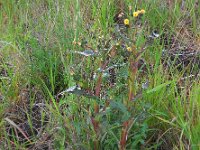 Sonchus oleraceus 8, Gewone melkdistel, Saxifraga-Ed Stikvoort