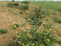 Sonchus oleraceus 9, Gewone melkdistel, Saxifraga-Ed Stikvoort