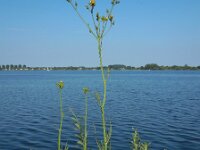 Sonchus palustris 11, Moerasmelkdistel, Saxifraga-Ed Stikvoort