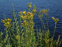 Sonchus palustris 13, Moerasmelkdistel, Saxifraga-Ed Stikvoort