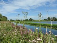 Sonchus palustris 19, Moerasmelkdistel, Saxifraga-Jelle van Dijk