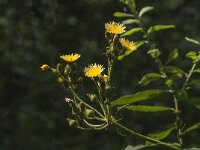 Sonchus palustris 2, Moerasmelkdistel, Saxifraga-Jan van der Straaten