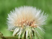 Sonchus palustris 22, Moerasmelkdistel, Saxifraga-Sonja Bouwman  966. Moerasmelkdistel - Sonchus palustris - Asteraceae familie (i)