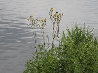 Sonchus palustris 3, Moerasmelkdistel, Saxifraga-Peter Meininger