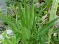 Sonchus palustris 4, Moerasmelkdistel, Saxifraga-Rutger Barendse