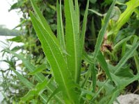 Sonchus palustris 5, Moerasmelkdistel, Saxifraga-Rutger Barendse