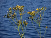 Sonchus palustris 7, Moerasmelkdistel, Saxifraga-Ed Stikvoort