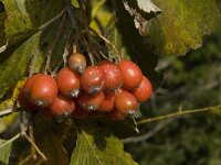Sorbus aria 10, Meelbes, Saxifraga-Jan van der Straaten