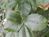 Sorbus aria 11, Meelbes, Saxifraga-Rutger Barendse