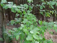 Sorbus aria 13, Meelbes, Saxifraga-Rutger Barendse