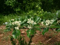 Sorbus aria 14, Meelbes, Saxifraga-Dirk Hilbers