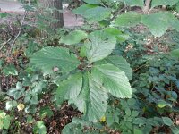 Sorbus aria 15, Meelbes, Saxifraga-Rutger Barendse