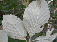 Sorbus aria 16, Meelbes, Saxifraga-Rutger Barendse