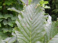 Sorbus aria 18, Meelbes, Saxifraga-Rutger Barendse