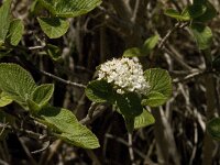 Sorbus aria 2, Meelbes, Saxifraga-Jan van der Straaten