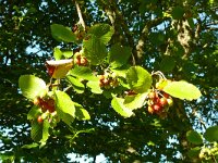 Sorbus aria 20, Meelbes, Saxifraga-Hans Grotenhuis