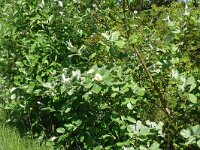 Sorbus aria 21, Meelbes, Saxifraga-Hans Grotenhuis