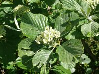 Sorbus aria 22, Meelbes, Saxifraga-Hans Grotenhuis