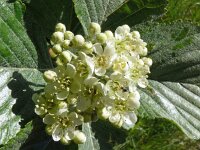 Sorbus aria 23, Meelbes, Saxifraga-Hans Grotenhuis