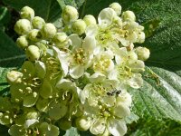 Sorbus aria 24, Meelbes, Saxifraga-Hans Grotenhuis