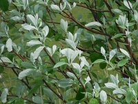 Sorbus aria 25, Meelbes, Saxifraga-Ed Stikvoort