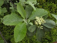 Sorbus aria 26, Meelbes, Saxifraga-Ed Stikvoort : Pierre de Haute