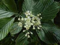Sorbus aria 28, Meelbes, Saxifraga-Ed Stikvoort : Pierre de Haute s9900