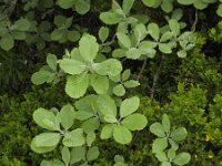 Sorbus aria 29, Meelbes, Saxifraga-Ed Stikvoort : Pierre de Haute