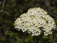 Sorbus aria 3, Meelbes, Saxifraga-Jan van der Straaten