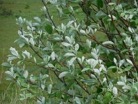 Sorbus aria 30, Meelbes, Saxifraga-Ed Stikvoort